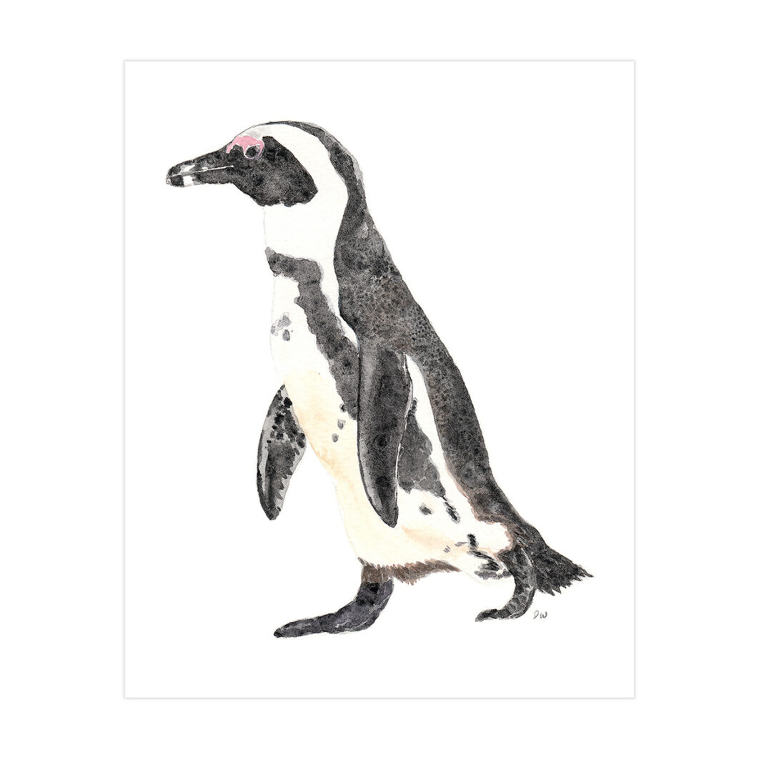 African penguin walking